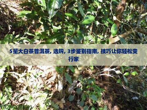 5星大白茶普洱茶