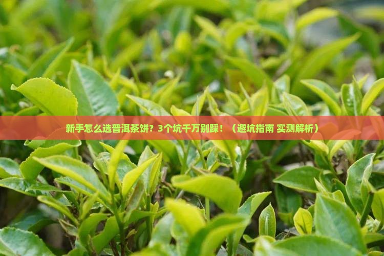 新手怎样选择普洱茶饼呢