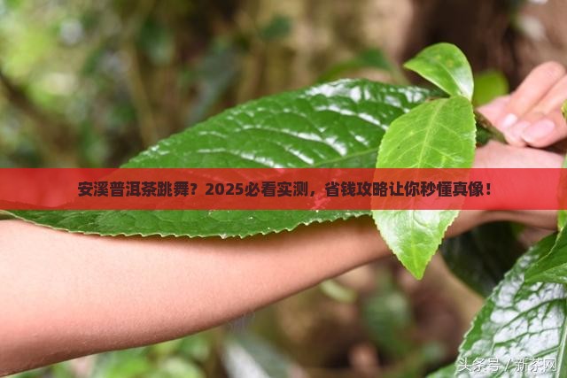 安溪普洱茶跳舞