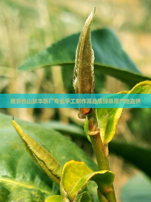 雅安名山跃华茶厂