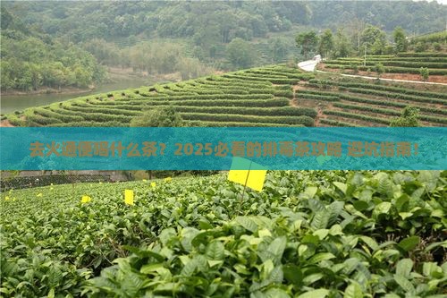 去火通便喝什么茶
