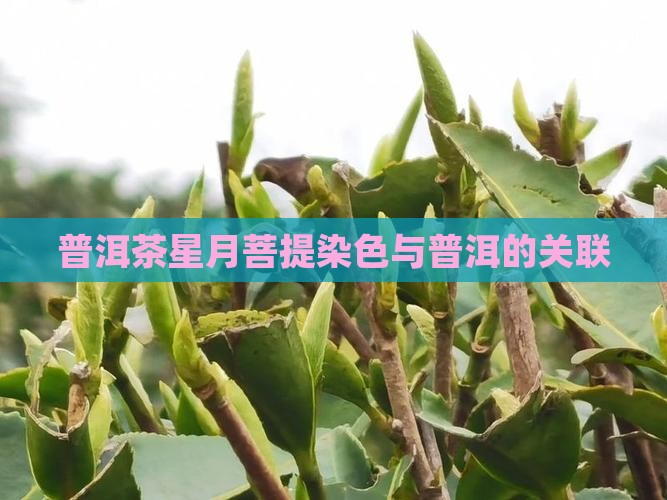 普洱茶星月菩提染色