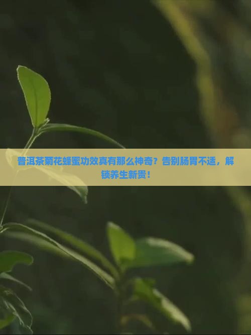 普洱茶菊花蜂蜜功效