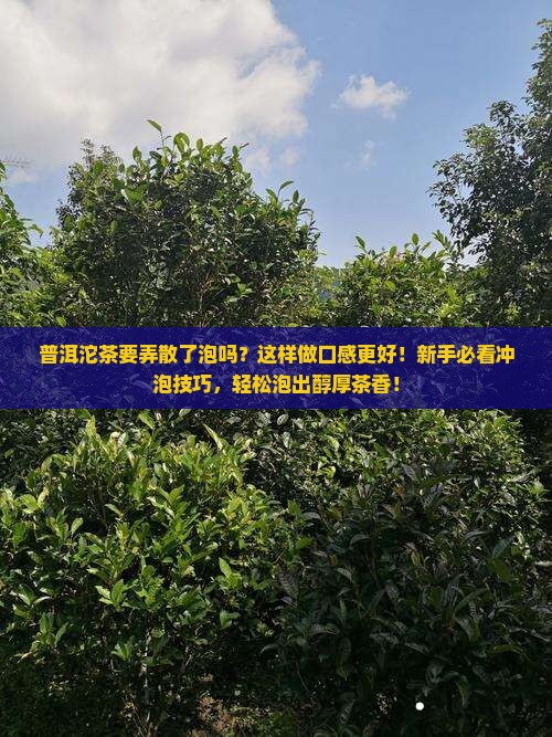 普洱沱茶要弄散了泡吗