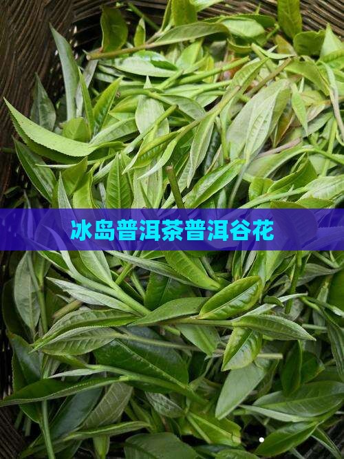 冰岛谷花普洱茶