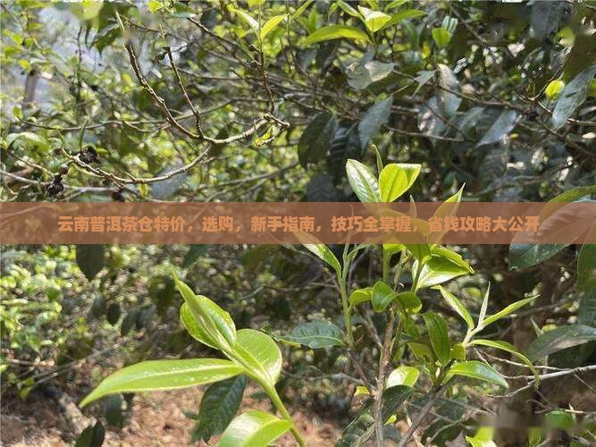 云南普洱茶仓特价