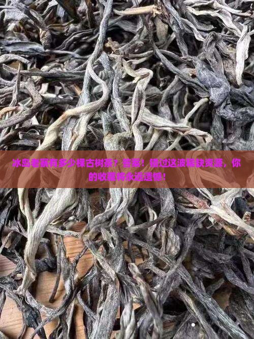 冰岛老寨有多少了棵古树茶