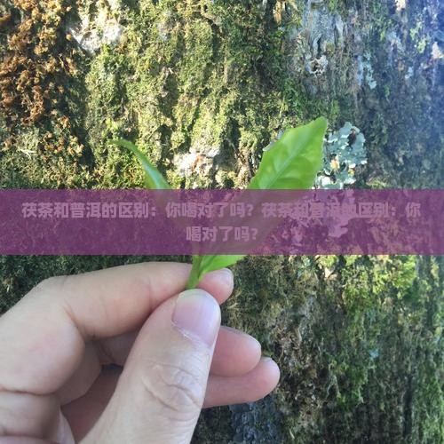 茯茶和普洱的区别