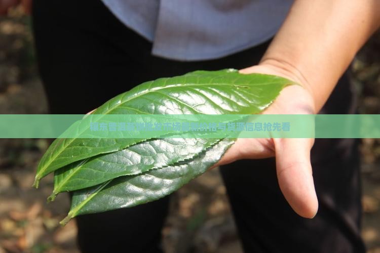 穰东普洱茶饼批发市场