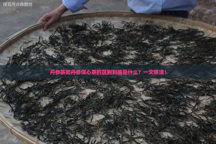 丹参茶和丹参保心茶的区别