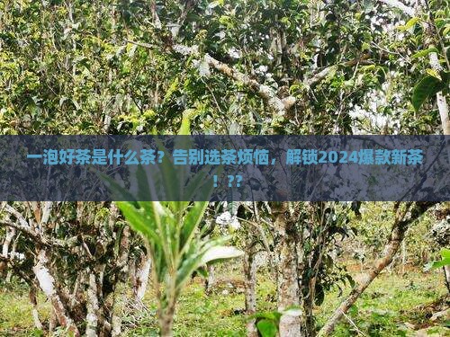 一泡好茶是什么茶