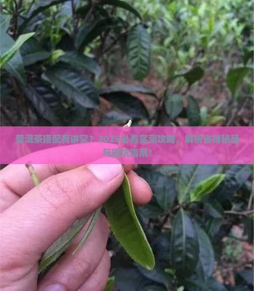 普洱茶可以一起喝吗