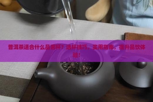 普洱茶适合什么品茗杯