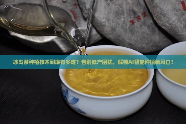 冰岛茶种植技术