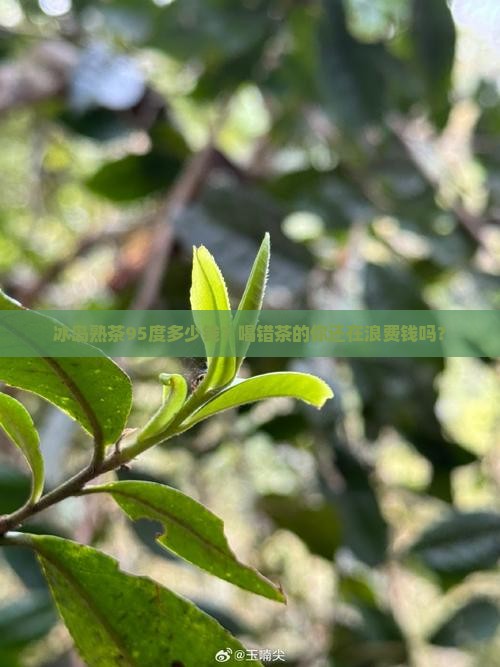 冰岛熟茶95度多少钱