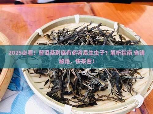 普洱茶容易生虫子吗