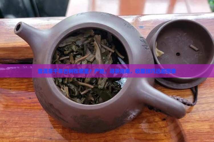 普洱茶千年古树在哪里