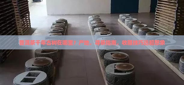 普洱茶千年古树在哪里