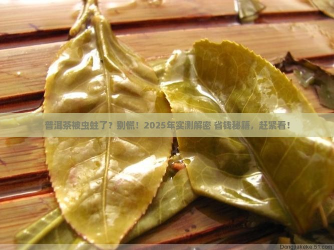 普洱茶有虫怎么治理好
