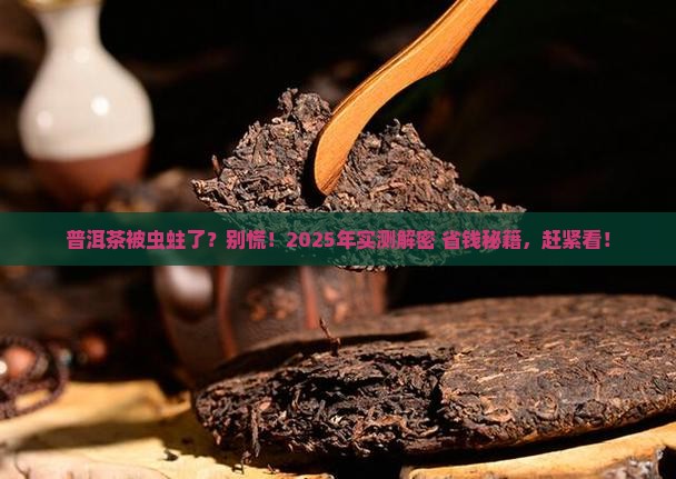 普洱茶有虫怎么治理好