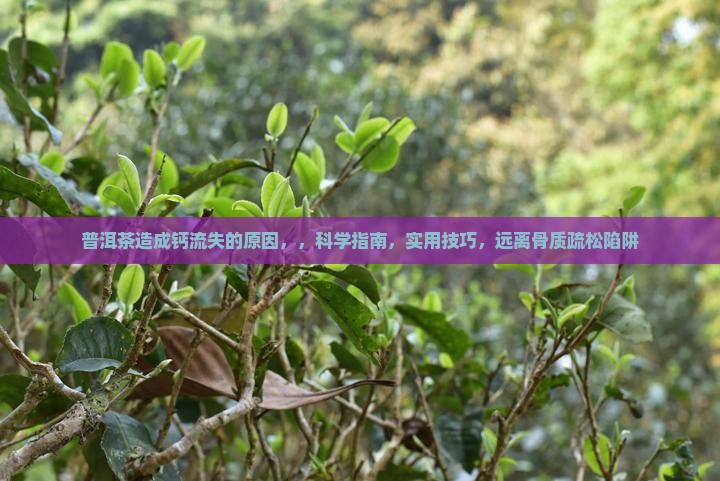 普洱茶造成钙流失的原因