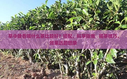 早中晚各喝什么茶比较好