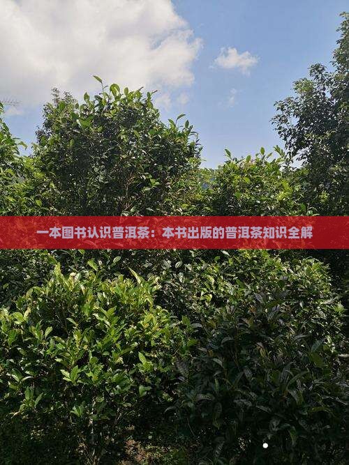 1本书认识普洱茶