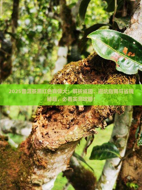 为什么有些普洱茶是黑红色