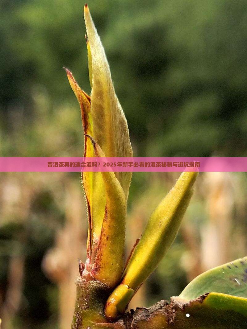 普洱茶适合泡吗
