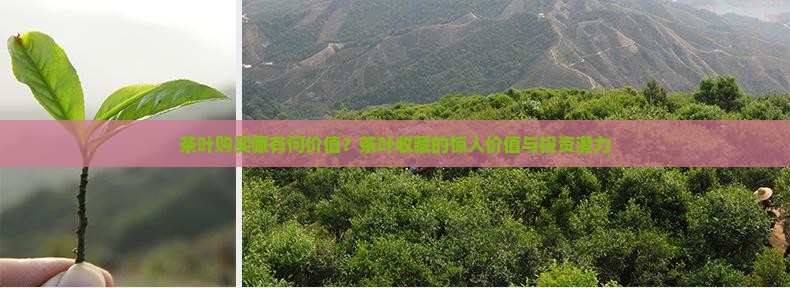 茶叶购买藏有何价值