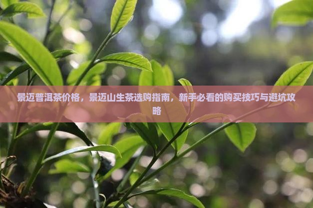 景迈普洱茶价格景迈山生茶