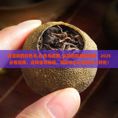 普洱茶的白色毛