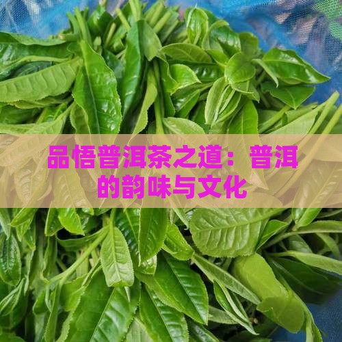 品悟观道普洱茶