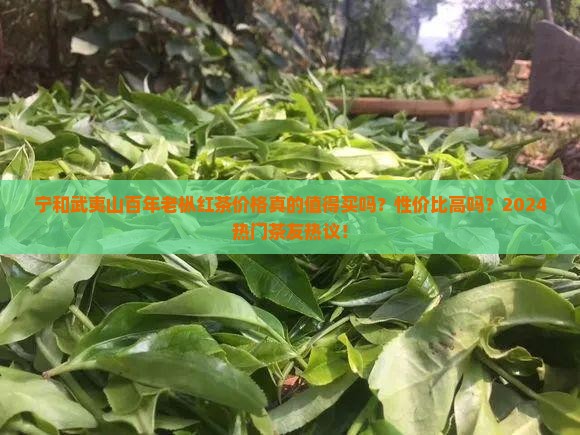 宁和武夷山百年老枞红茶价格