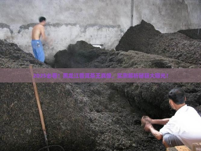 黑龙江普洱茶王是谁
