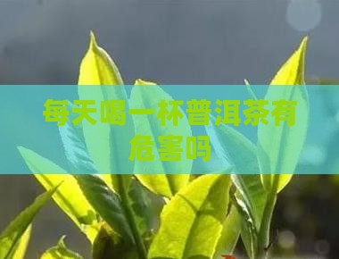 每天喝一杯普洱茶有危害吗