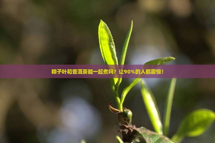 粽子叶和普洱茶能一起煮吗