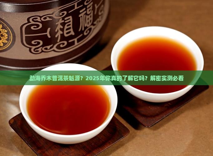 勐海乔木普洱茶魁源