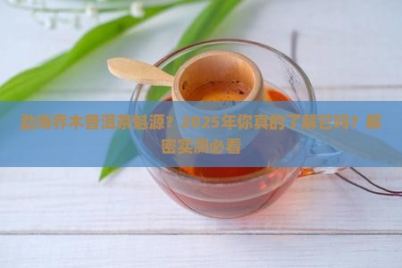 勐海乔木普洱茶魁源