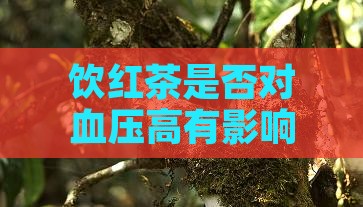 饮红茶是否对血压高有影响