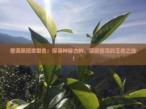 普洱茶班章取名