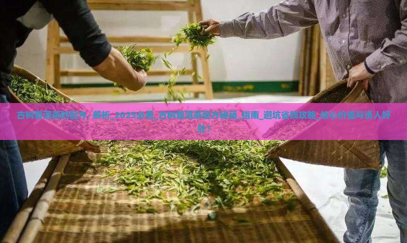 古树普洱茶的配方
