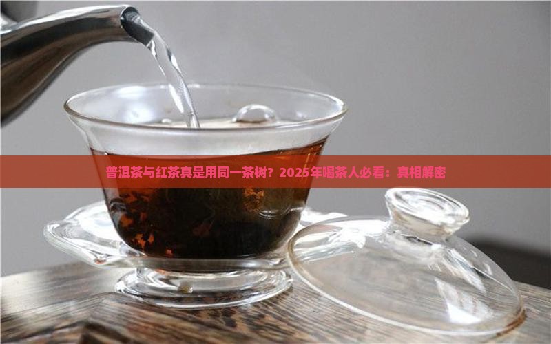 普洱茶与红茶是用同一茶树 普洱茶与红茶是用同一茶树