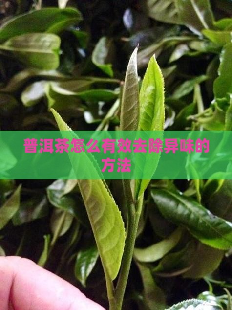 普洱茶去除异味