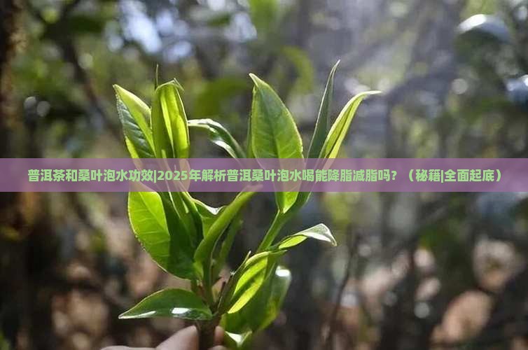 普洱茶和桑叶泡水功效