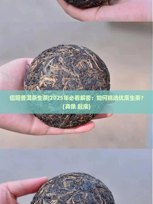 信阳普洱茶生茶