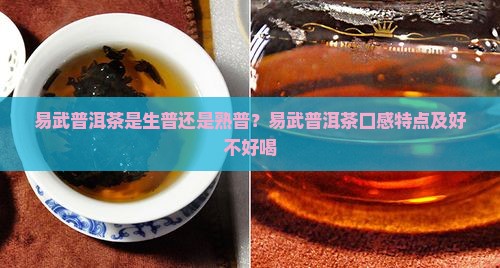 易武普洱茶是生普还是熟普