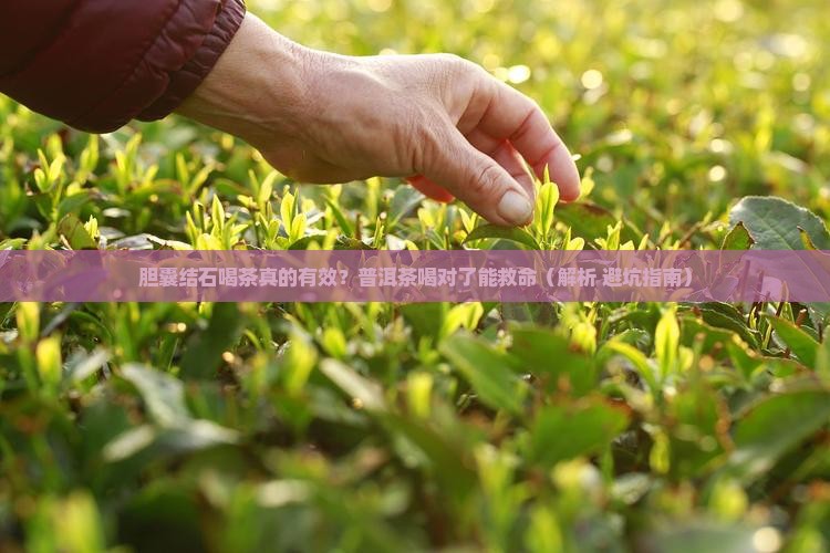 胆囊结石普洱茶