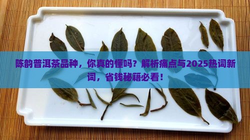 陈韵普洱茶品种