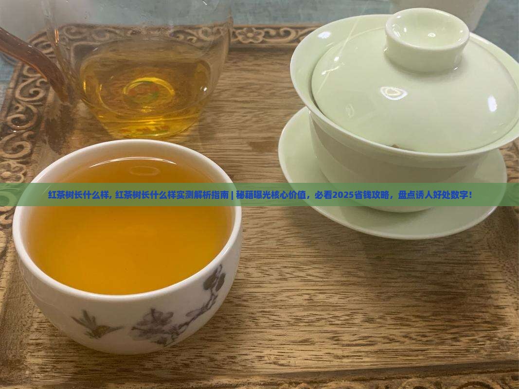 红茶树长什么样